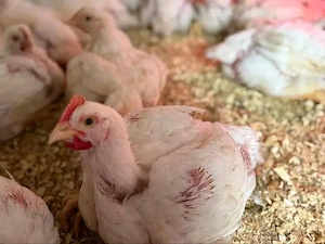 Vand pui de carne si oua  - imagine 4