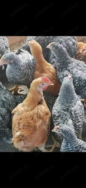 Vand pui de carne si oua  - imagine 3