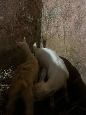 capre de vanzare - imagine 2