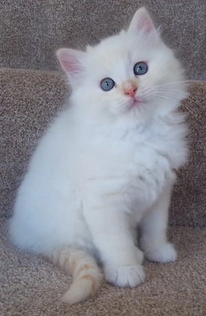 British Shortahir white