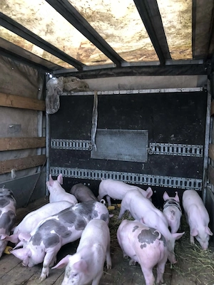 De vânzare purcei de carne rasa pietran și landrace pentru mai multe informați la telefon   - imagine 2