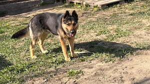 Pui ciobănesc german - imagine 4