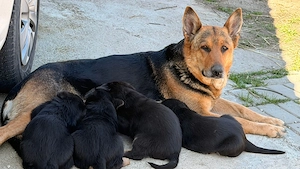 Pui ciobănesc german - imagine 5