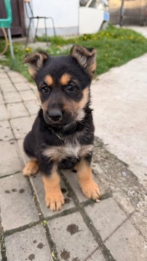 Pui Ciobănesc German