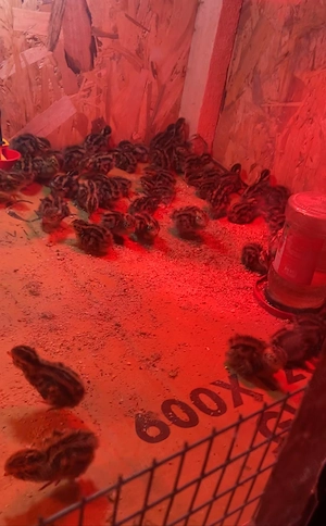 Pui de prepeliță  - imagine 2