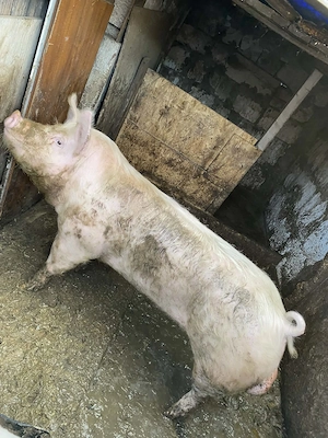 Porci de Vanzare