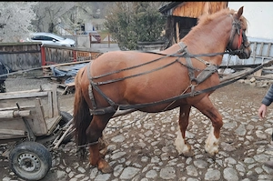 VÂND URGENT cal de tracțiune zona montana - imagine 2