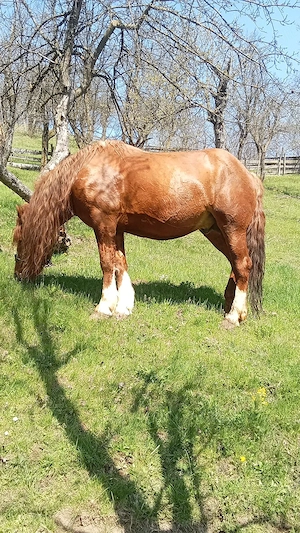 VÂND URGENT cal de tracțiune zona montana