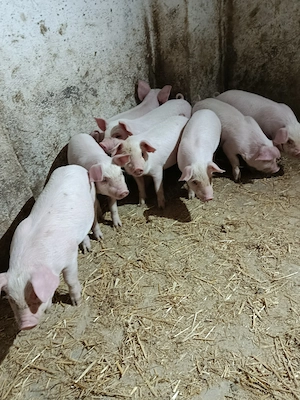 De vânzare purecii  - imagine 3