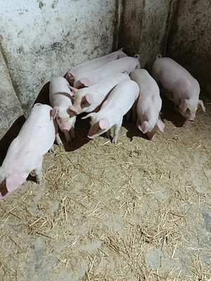 De vânzare purecii  - imagine 4