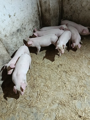 De vânzare purecii  - imagine 2