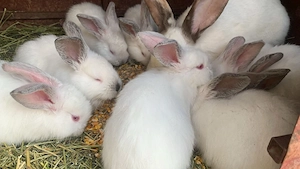 Uriaș de Transilvania 