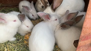 Uriaș de Transilvania 