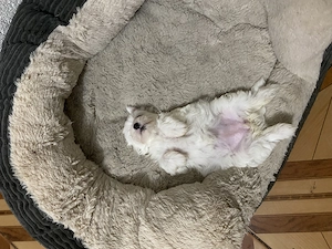 Cățeluși de talie micuță 