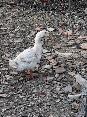 Rate Unguresti de vinzare - imagine 3