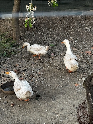 Rate Unguresti de vinzare