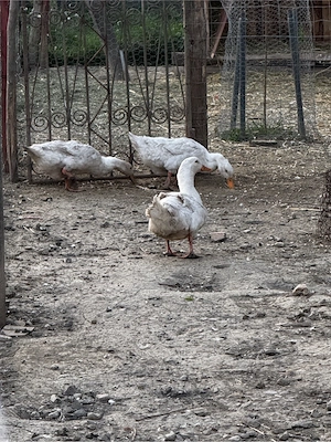 Rate Unguresti de vinzare - imagine 4