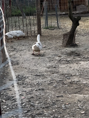 Rate Unguresti de vinzare - imagine 2