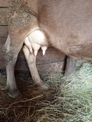 De vânzare vaca cu vițel  - imagine 5