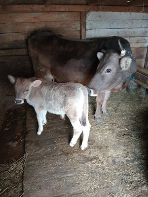 De vânzare vaca cu vițel  - imagine 2