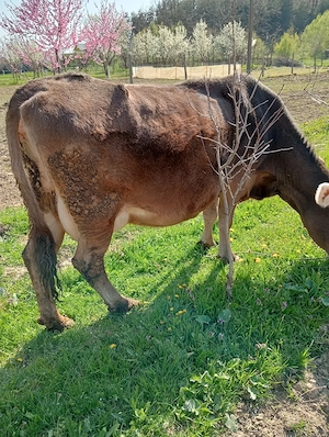 De vânzare vaca cu vițel  - imagine 4