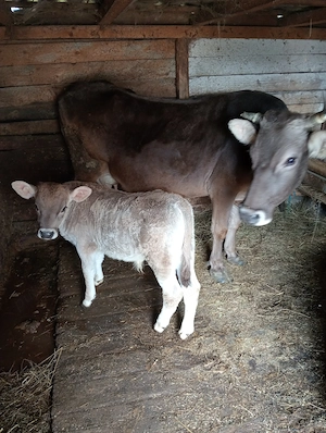 De vânzare vaca cu vițel 