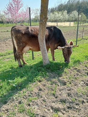 De vânzare vaca cu vițel  - imagine 3