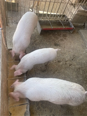 Vând Purcei Rasa Petran 