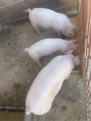 Vând Purcei Rasa Petran 