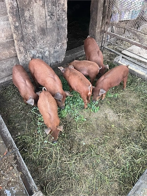 vând purcei duroc 7 săptămâni - imagine 3