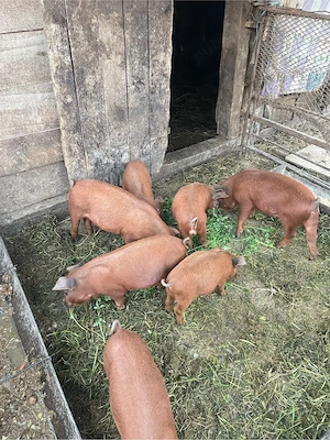 vând purcei duroc 7 săptămâni