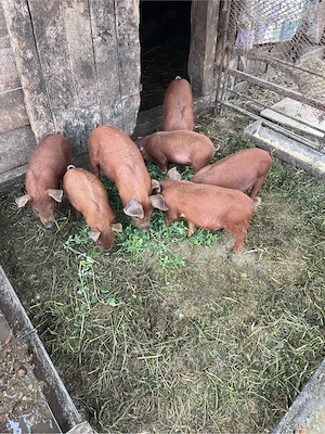 vând purcei duroc 7 săptămâni - imagine 2