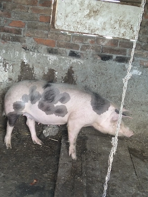 Vând scroafa gestanta luna viitoare fată 