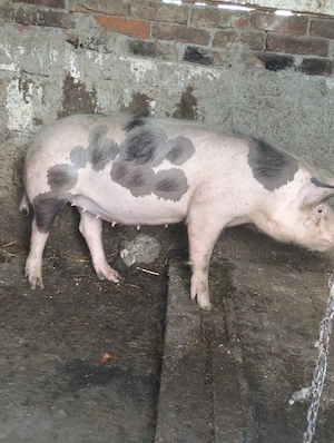 Vând scroafa gestanta luna viitoare fată  - imagine 3