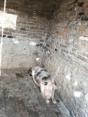 Vând scroafa gestanta luna viitoare fată  - imagine 2