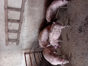 Porci de vanzare..... - imagine 4