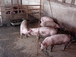 Porci de vanzare..... - imagine 3