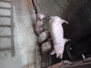 Porci de vanzare..... - imagine 2