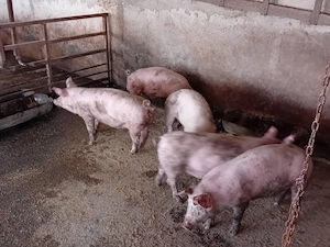 Porci de vanzare..... - imagine 5