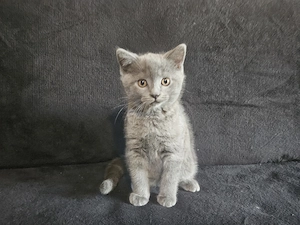 Pisoiasi scottish straight si fold vaccinati, carnetel cu serie - imagine 2