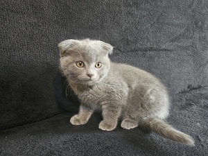 Pisoiasi scottish straight si fold vaccinati, carnetel cu serie - imagine 4