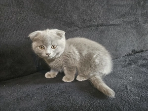 Pisoiasi scottish straight si fold vaccinati, carnetel cu serie - imagine 5