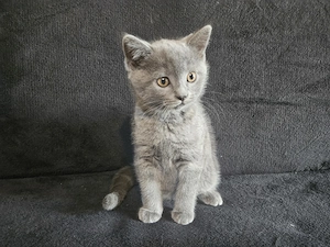 Pisoiasi scottish straight si fold vaccinati, carnetel cu serie - imagine 1