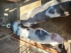 Vand purcei de carne