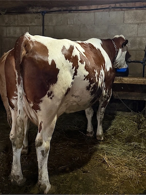 de vanzare vaca talie mare - imagine 3