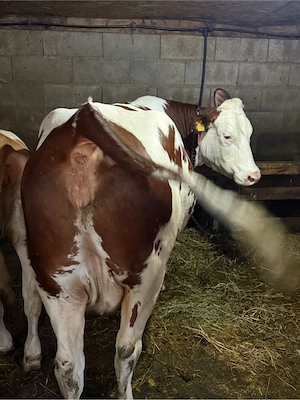 de vanzare vaca talie mare