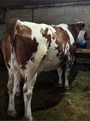 de vanzare vaca talie mare - imagine 2