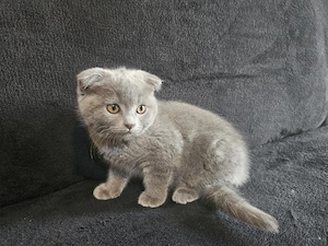 Pisoiasi scottish fold si straight vaccinati, cu carnetel inseriat - imagine 2