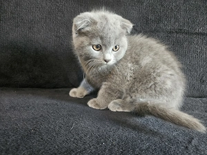 Pisoiasi scottish fold si straight vaccinati, cu carnetel inseriat