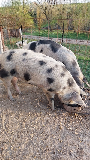 Porci de vanzare